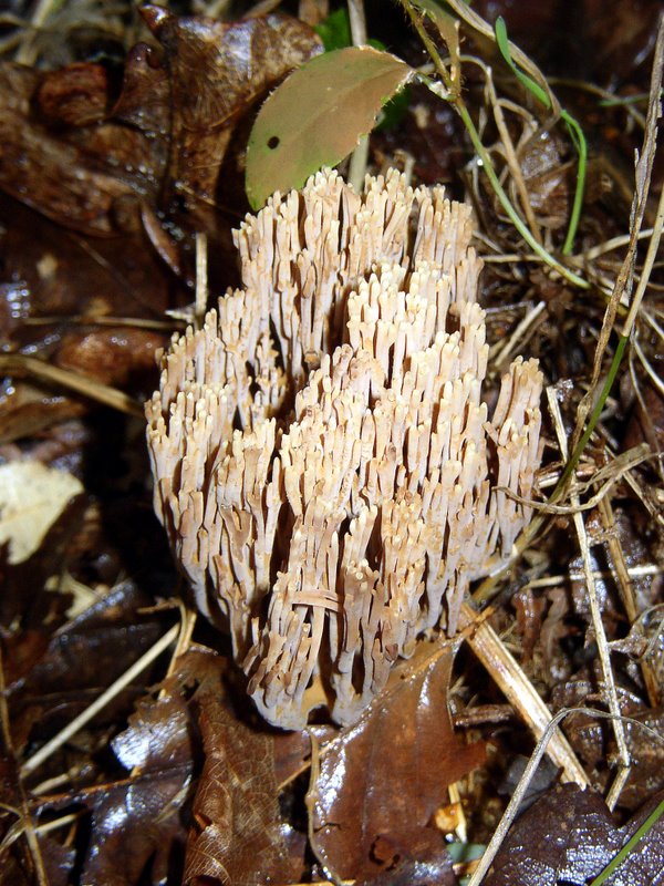 Ramaria